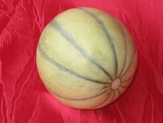 Cantaloupemelone.JPG